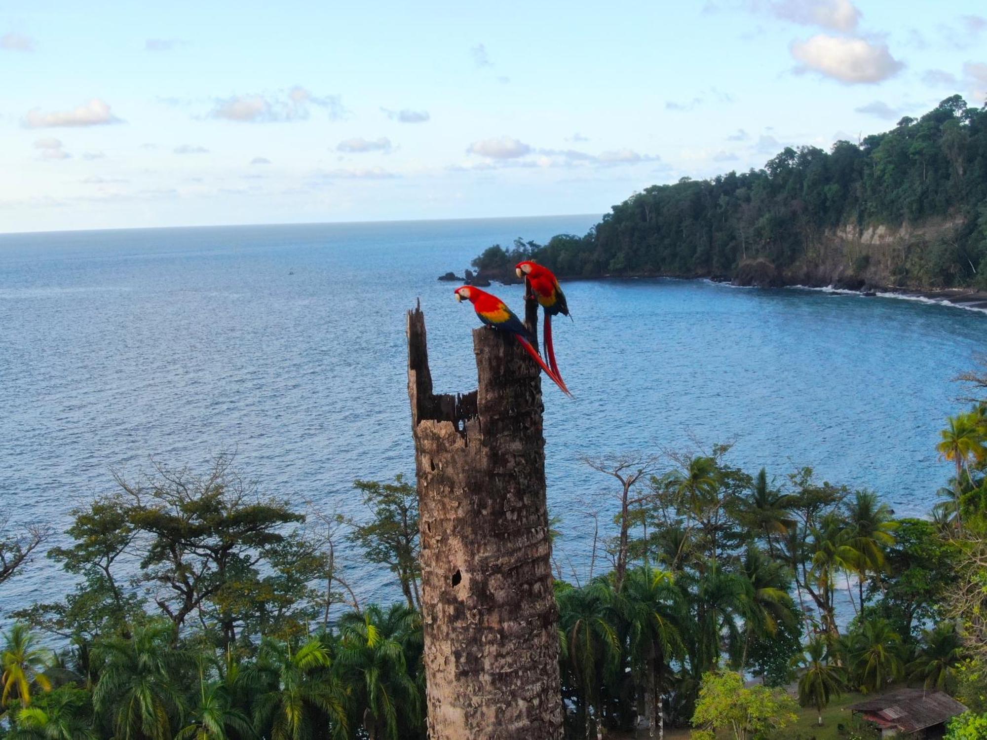 Corcovado Wilderness Lodge By Scp San Pedrillo Екстериор снимка